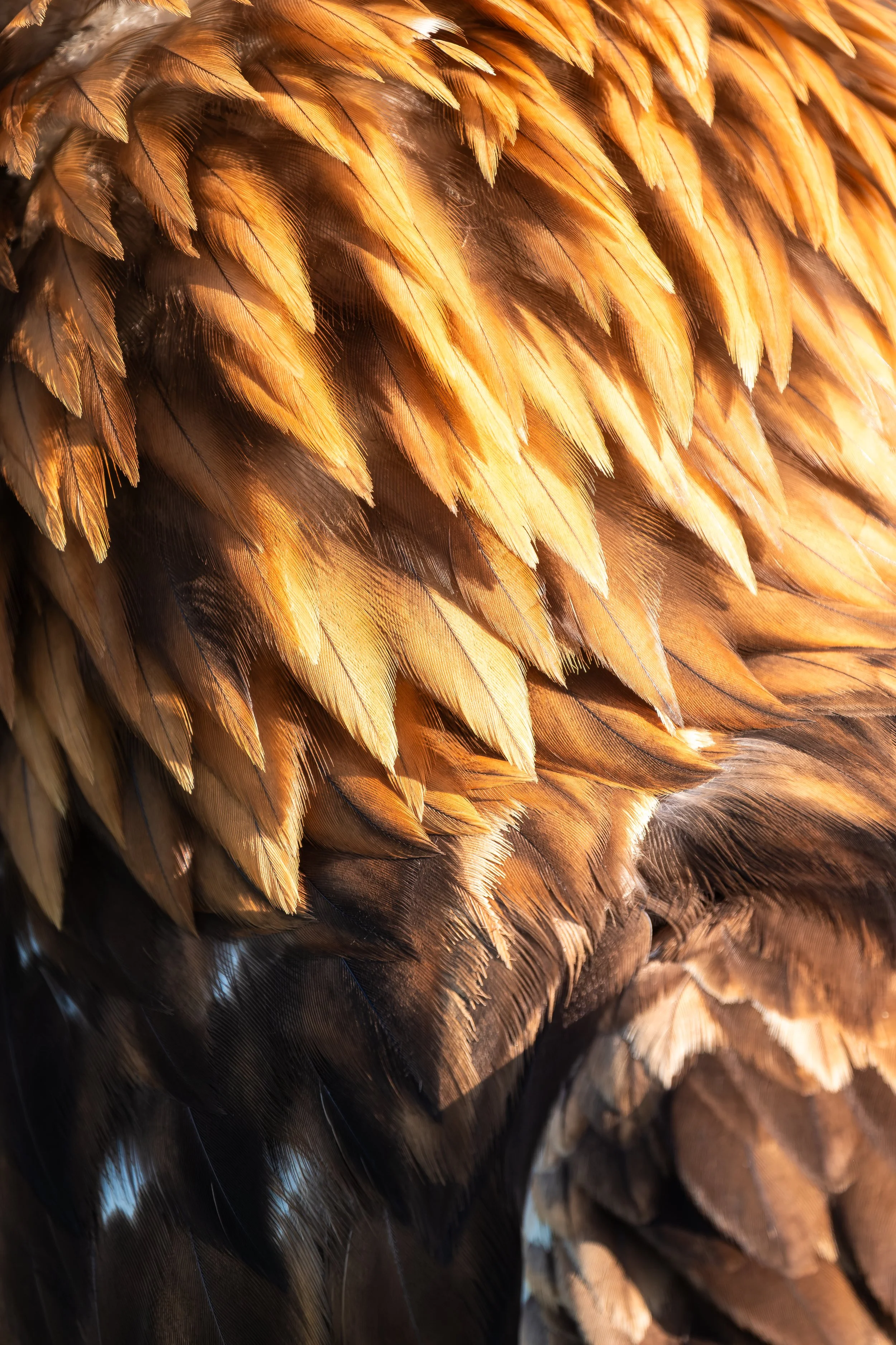 Golden sunlight on the beautifully layered feathers of Cuddles the golden eagle
