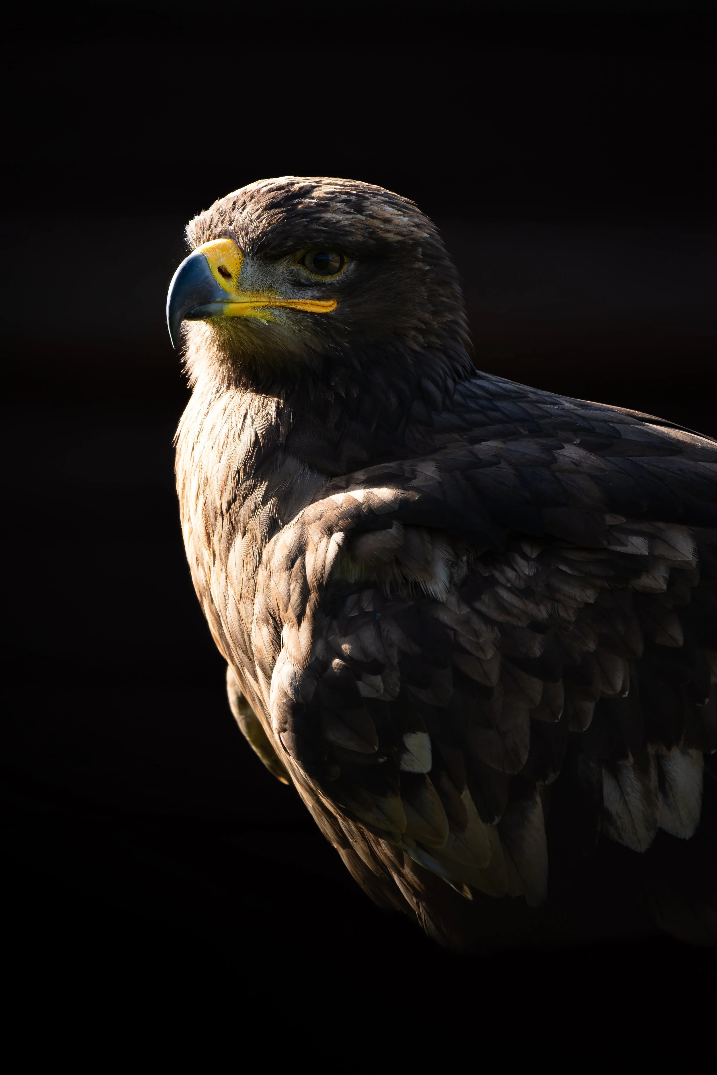 Boris the Russian steppe eagle with soft sunlight and dark surrounding space