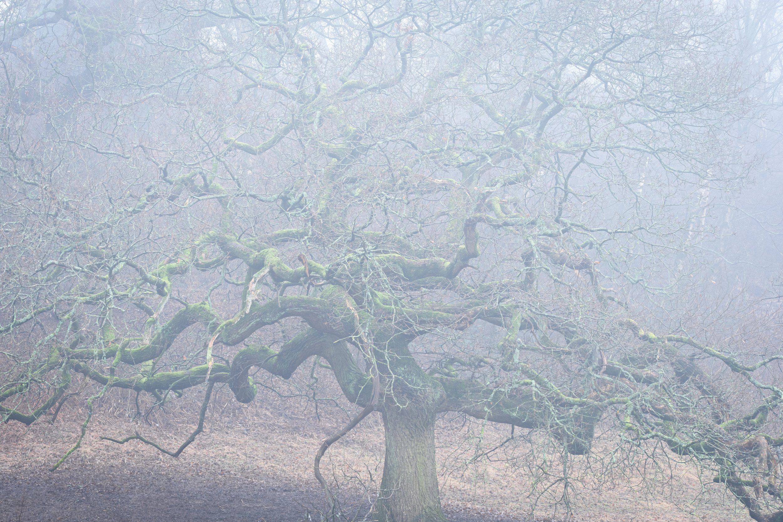 The Winter Collection by Phillip William Jenner