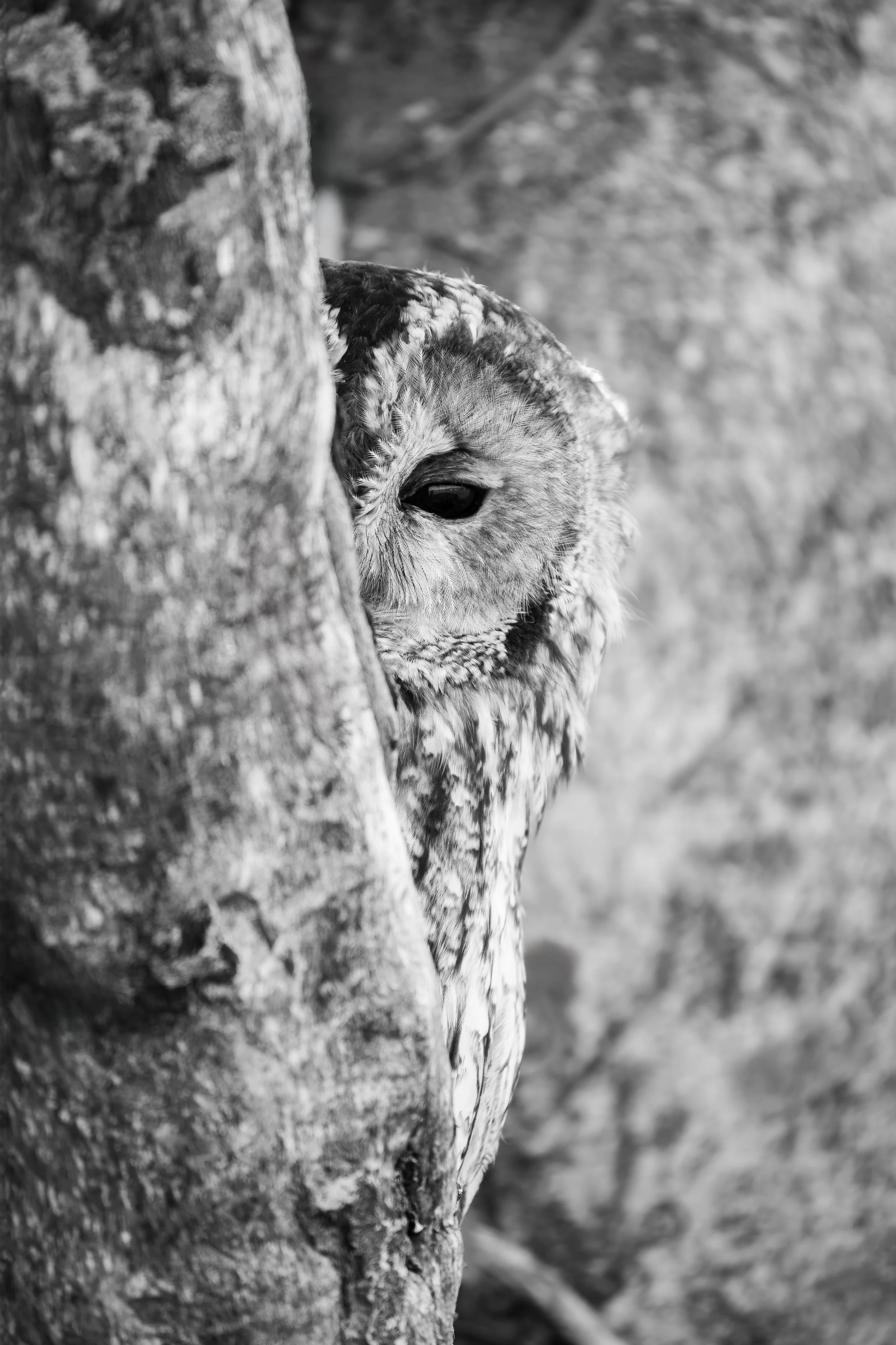 Black and white photograph of a tawny owl peering around a tree