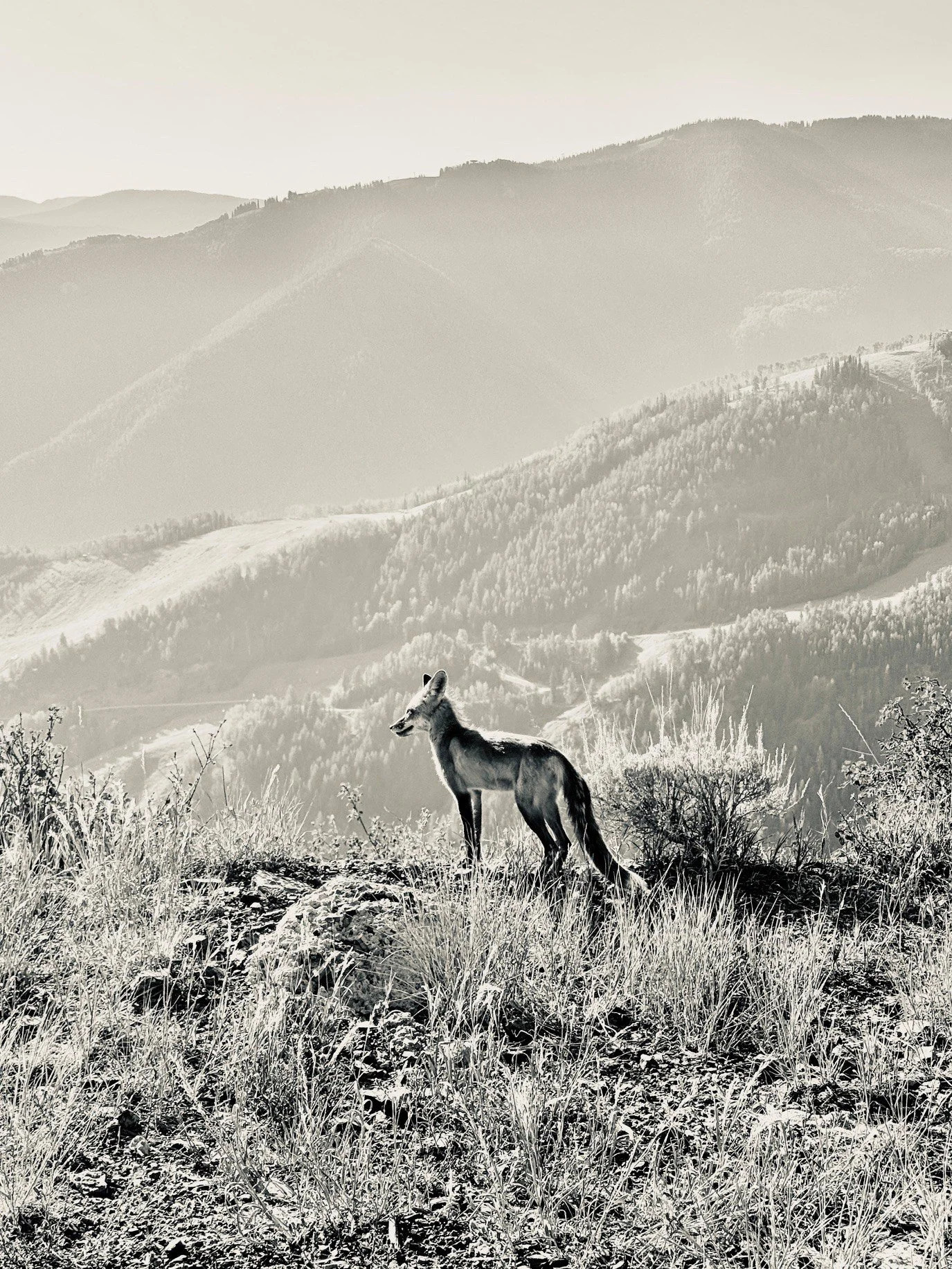 Fox overlooking the Aspen mountains