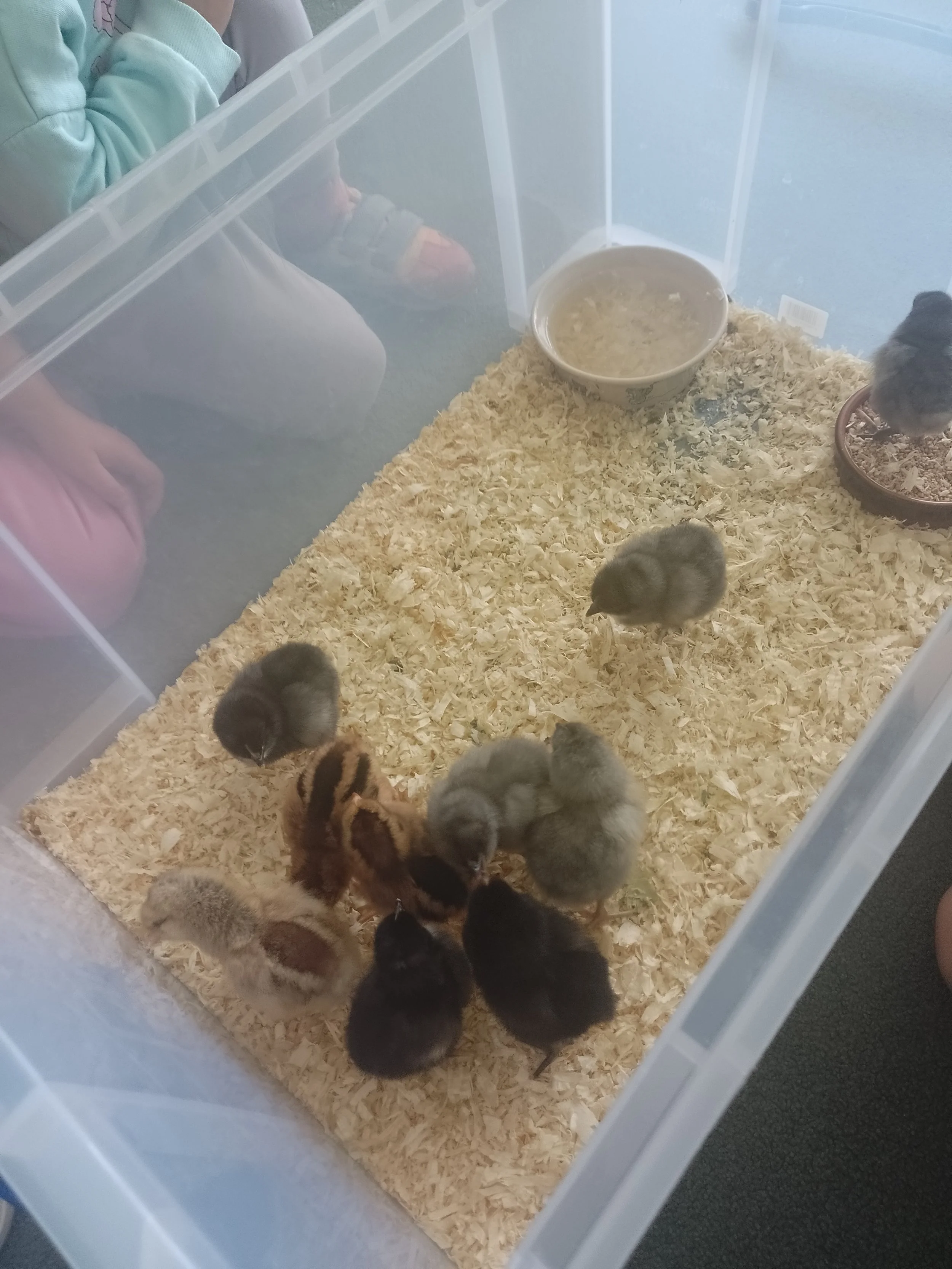 Children enjoying an animal experience with chicks at Rydal Day Nursery