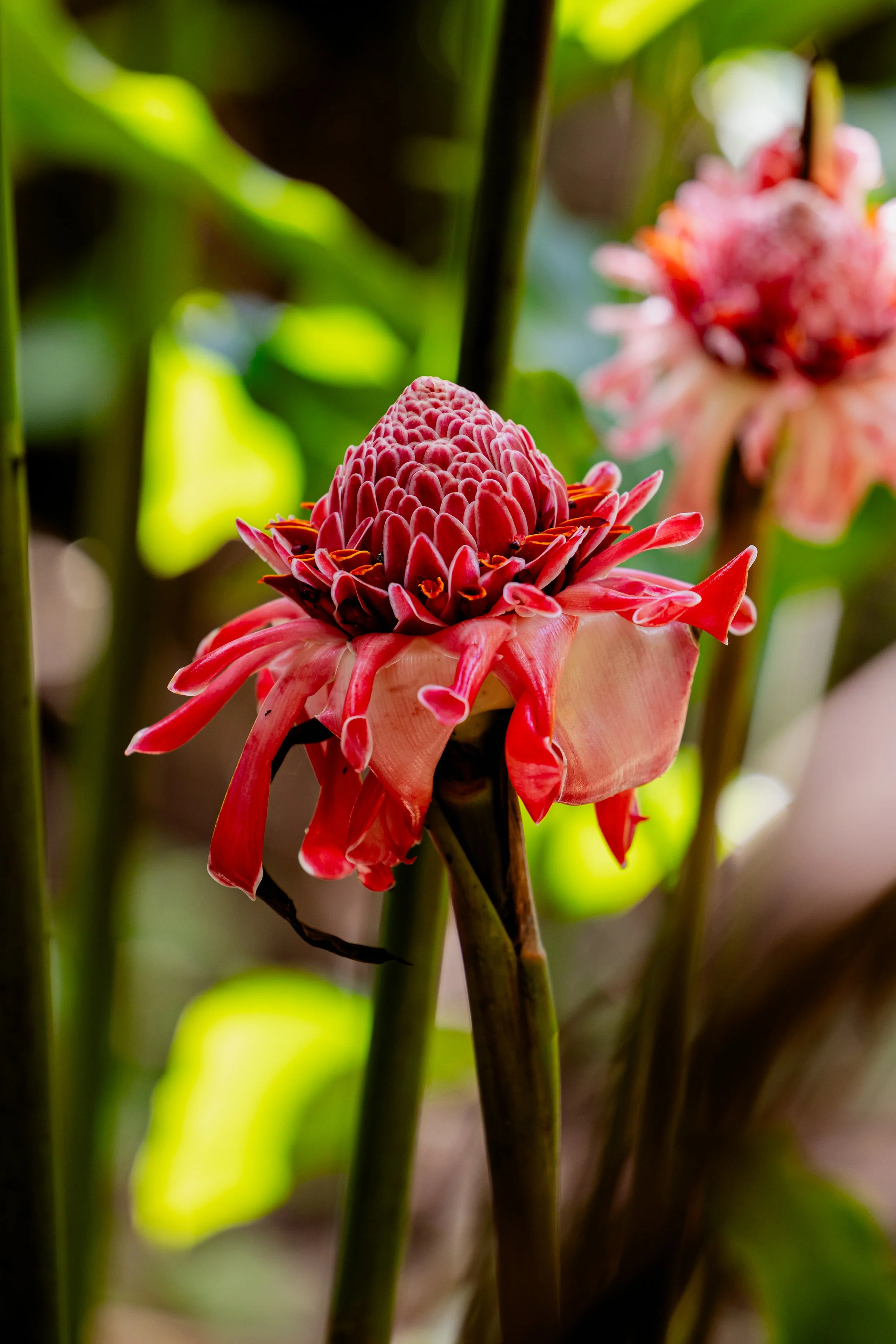 Fresh flowers grown and gathered in Hawaiʻi