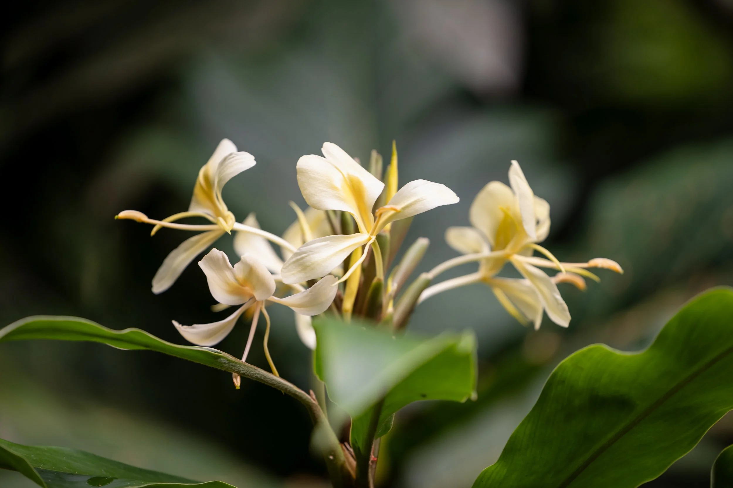 Fresh seasonal flowers
