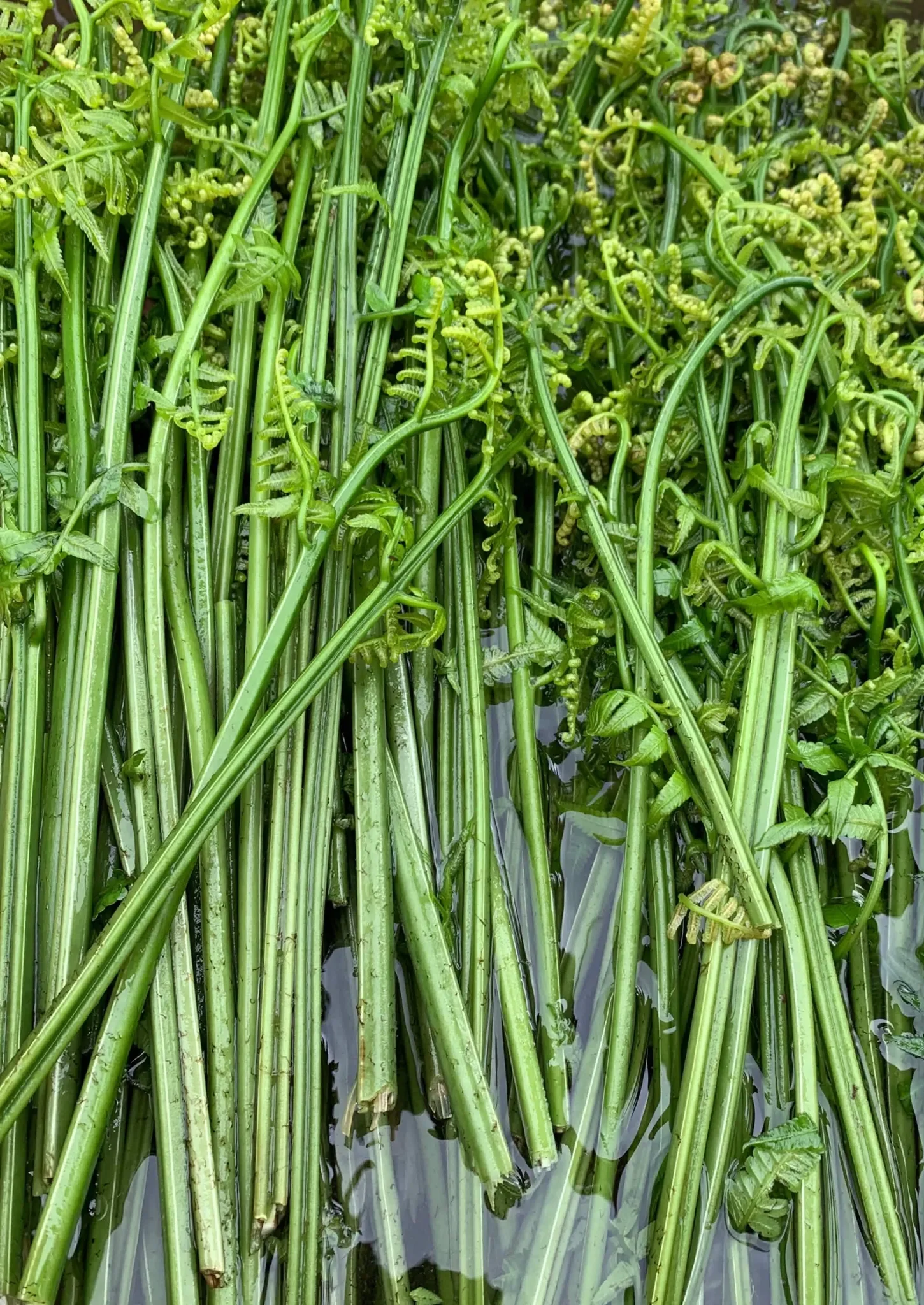 Hawaiian taro farming