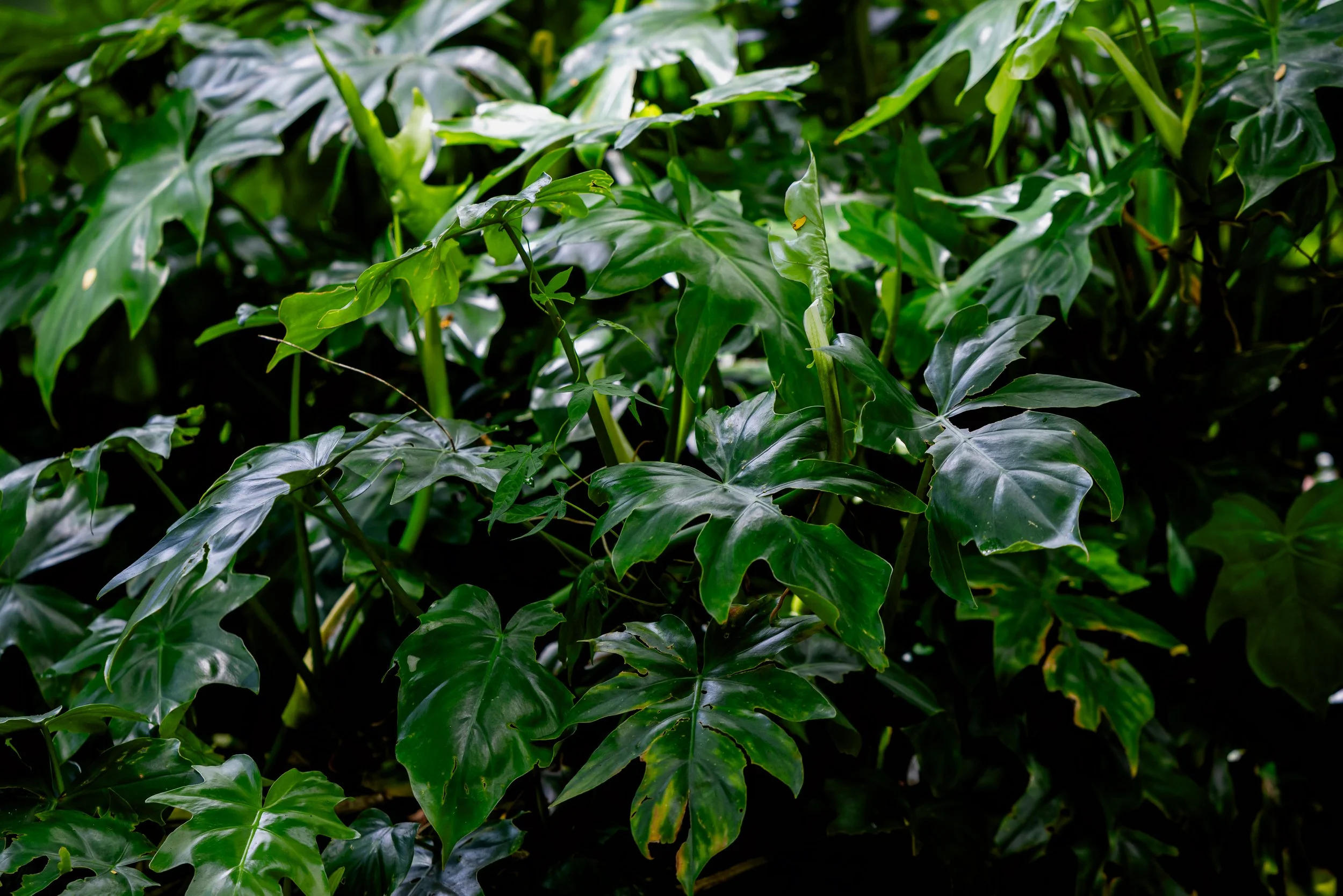 Tropical foliage used in floral arrangements