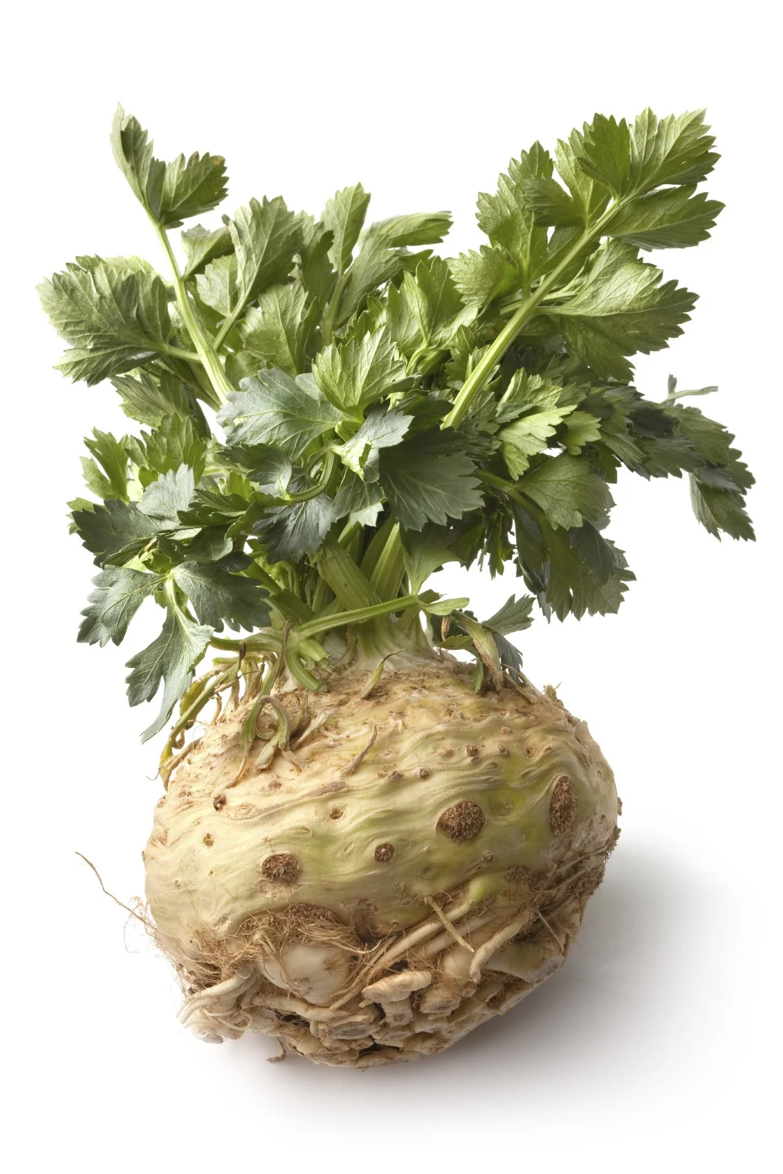 VictorsFood - cooking classes & corporate cooking classes - celeriac