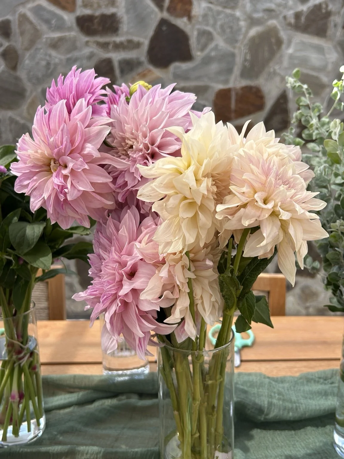 Pink and cream dahlias arranged in a glass vase