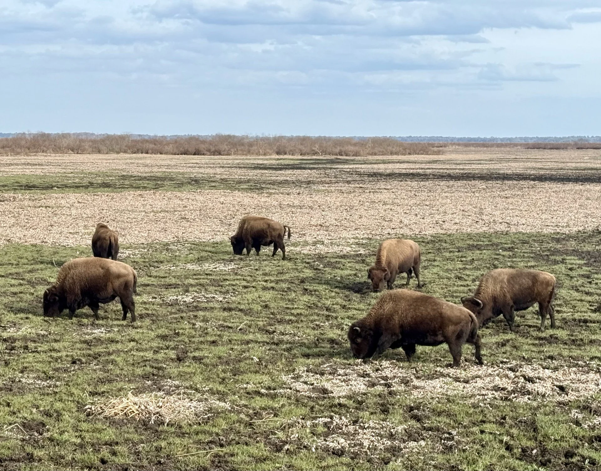 A herd of bison grazing at Paynes Prairie in Florida