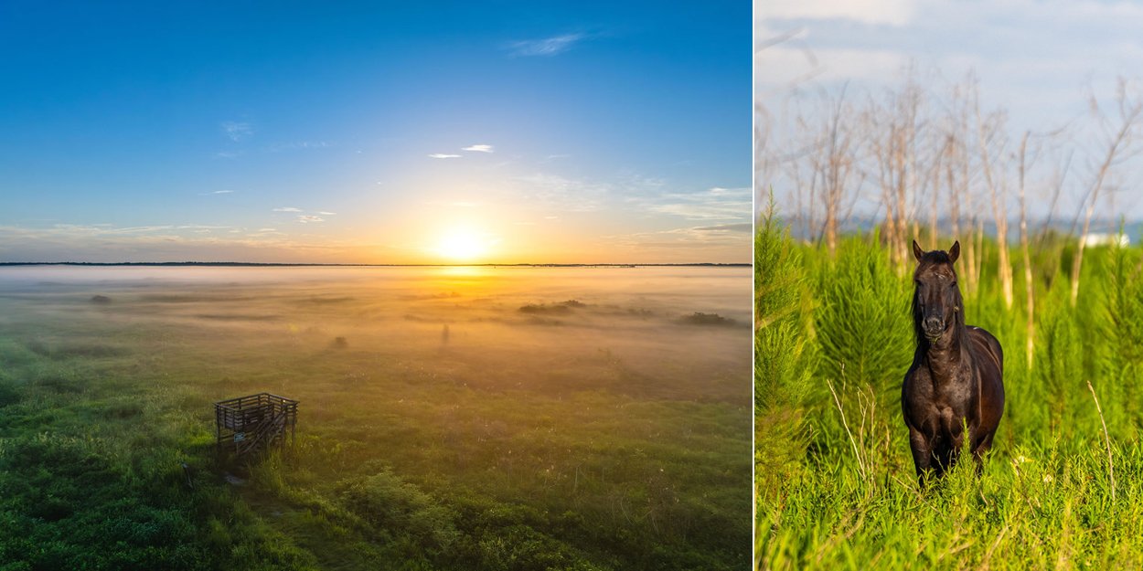 Paynes Prairie landscape