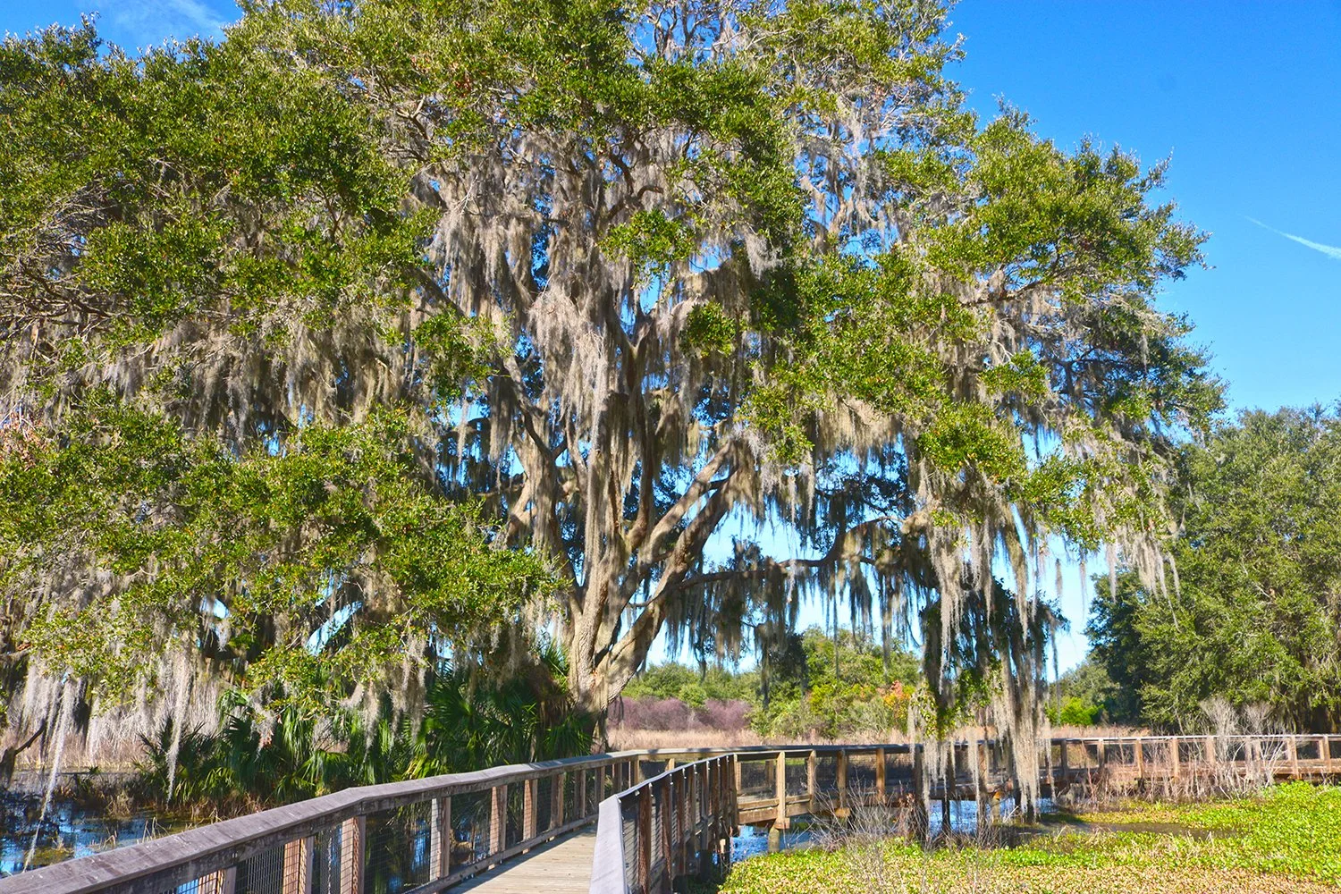 Boardwalk at La Chua Trail at Paynes Prairie