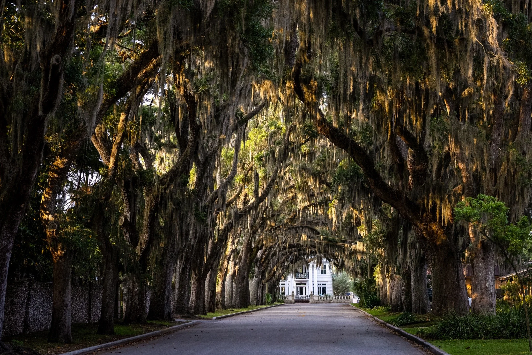 A live oak avenue draped in Spanish moss