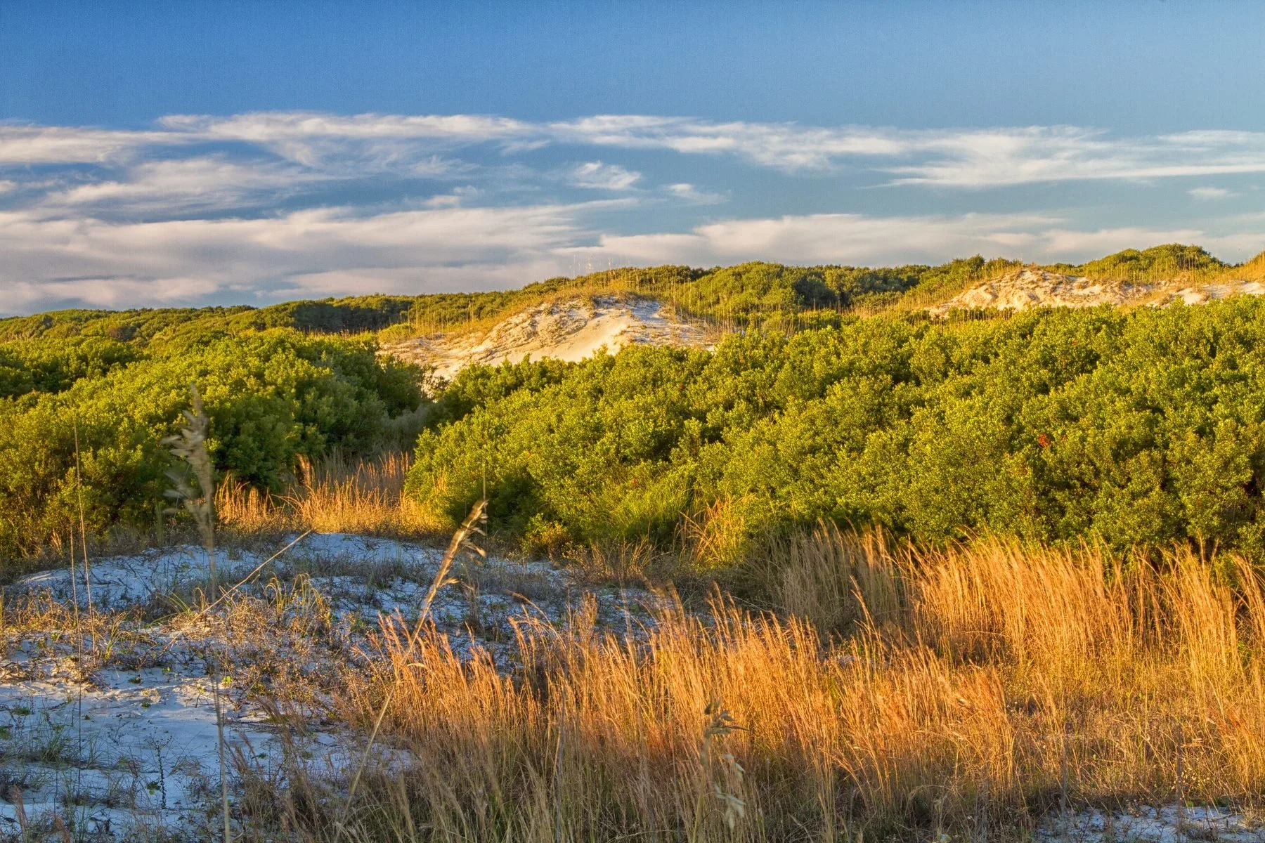 Dunes and coastal vegetation on Cumberland Island