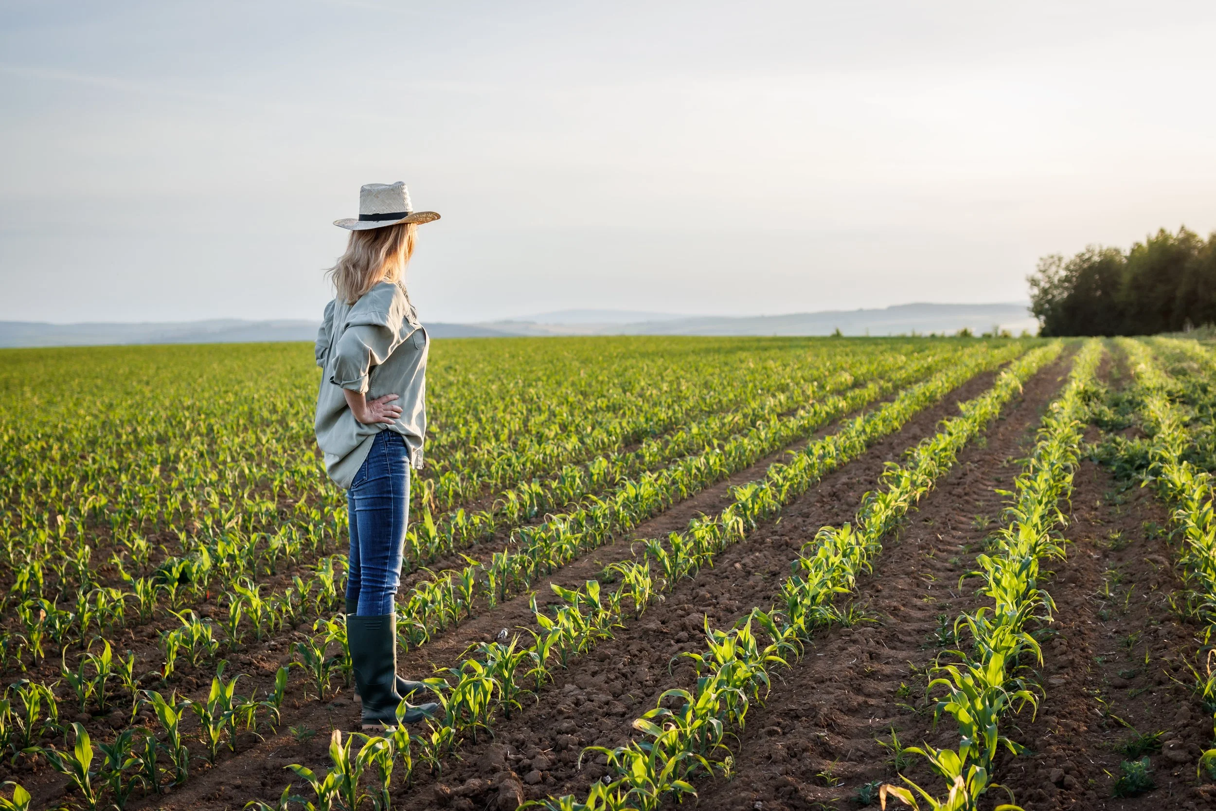 A farmer surveying rows of young crops in a Southern field