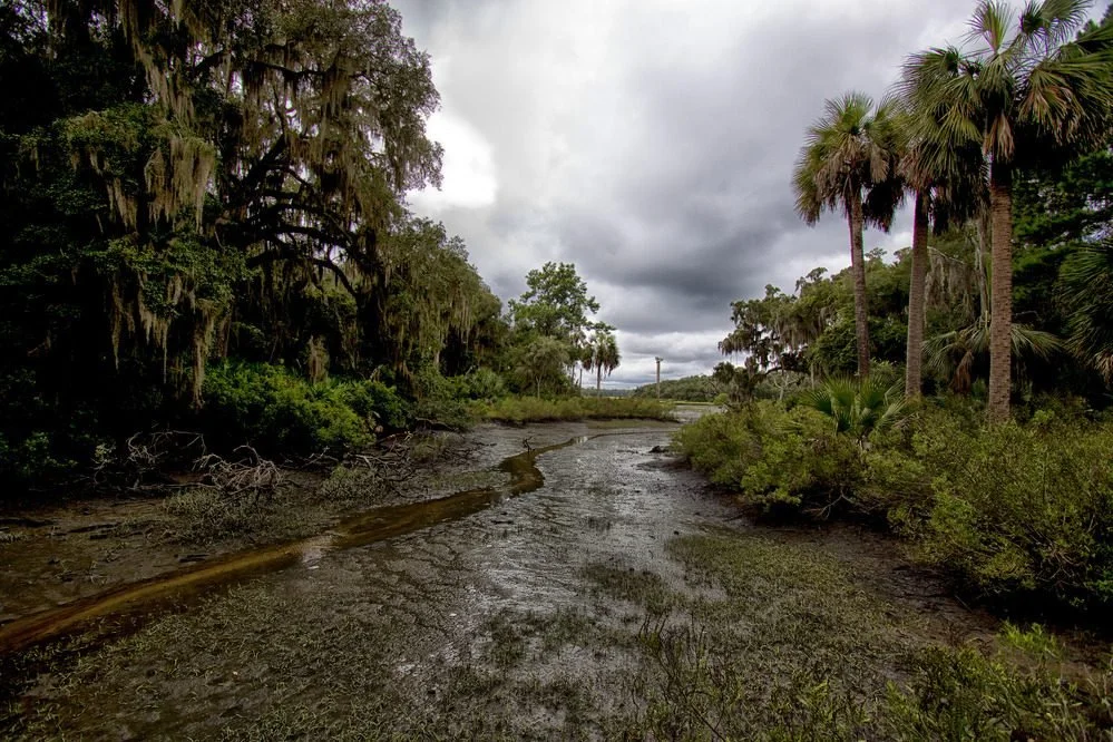A tidal creek winds through Cumberland Island salt marsh
