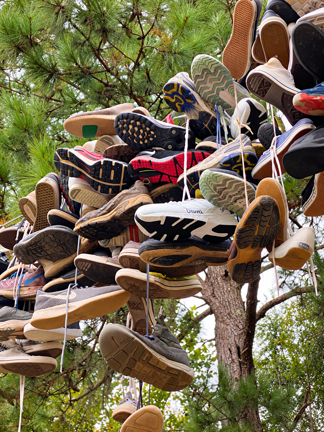 Shoes hanging among the trees at Spectre