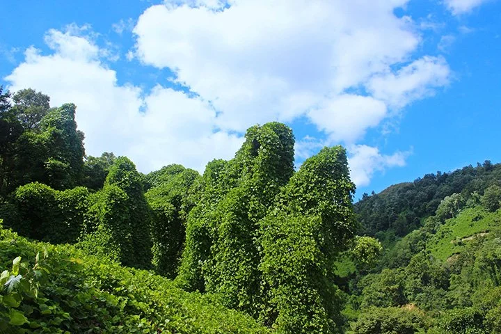 Kudzu-covered trees and hills beneath a blue sky