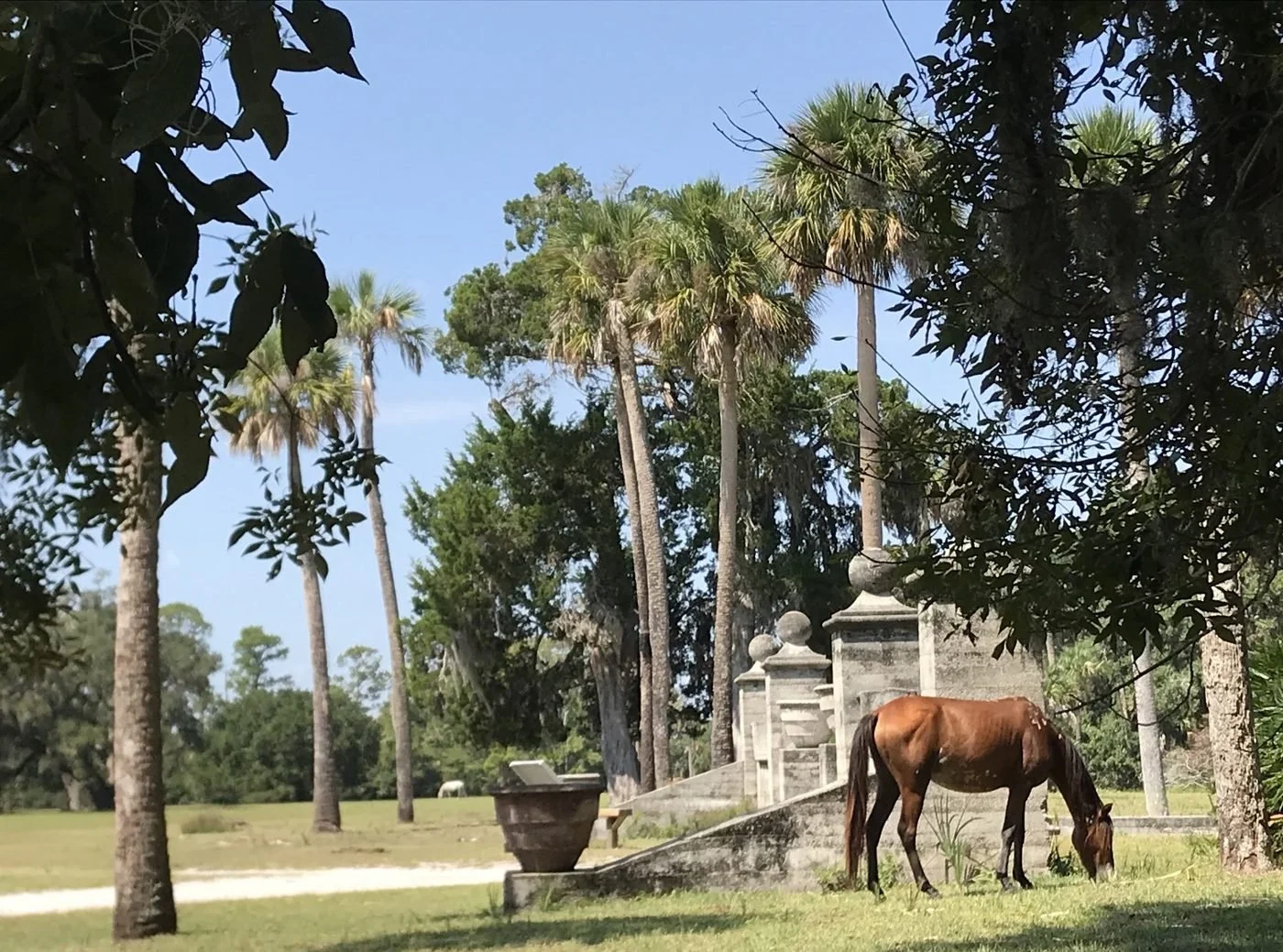 A brown horse grazes beside palms and the stonework near Dungeness on Cumberland Island