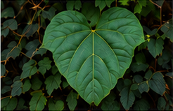 A broad kudzu leaf