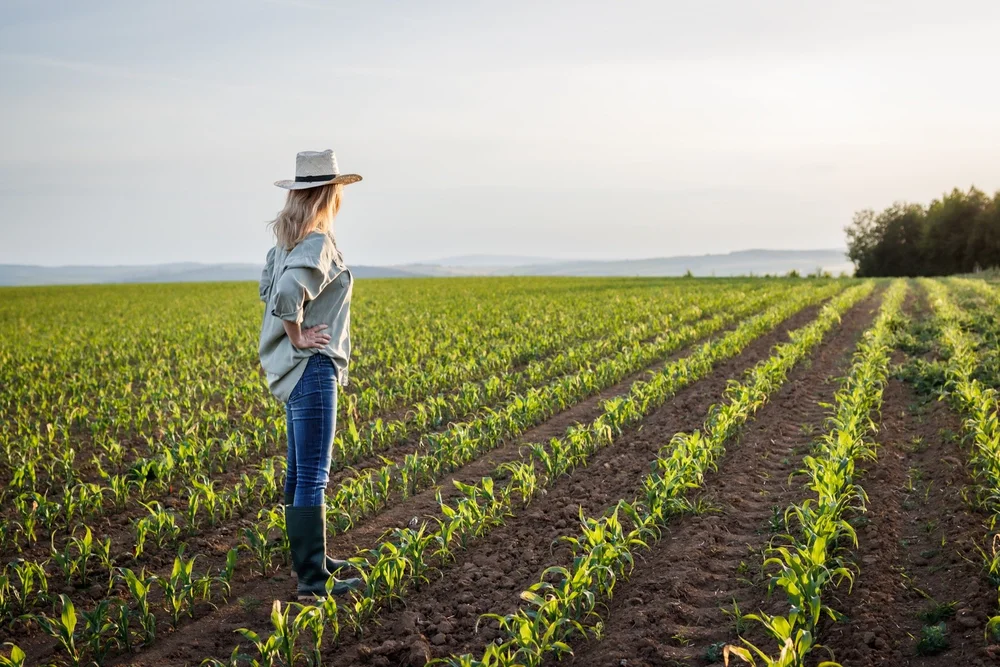 A farmer surveying rows of young crops in a Southern field