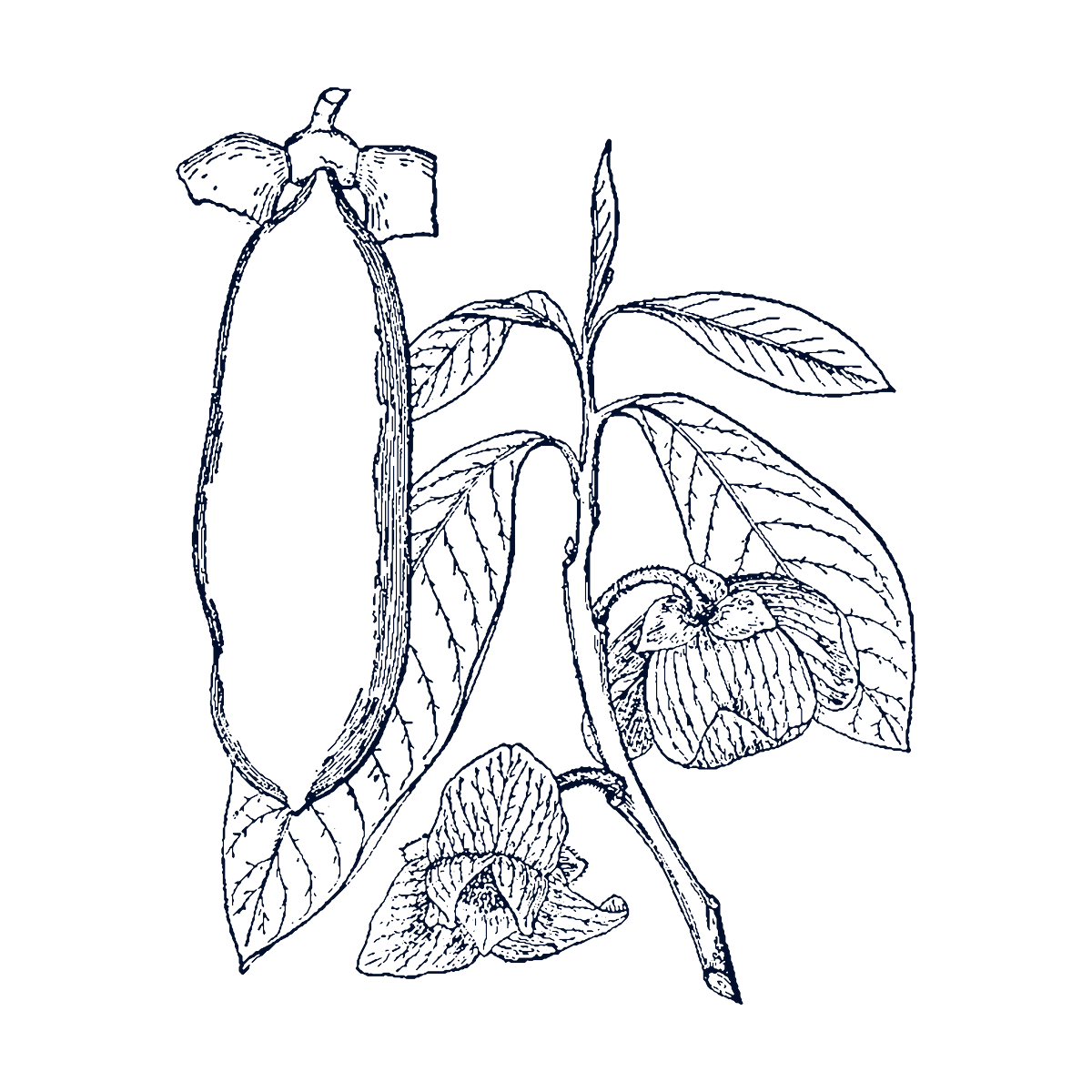 Pawpaw branch with fruit, leaves and flowers, botanical illustration