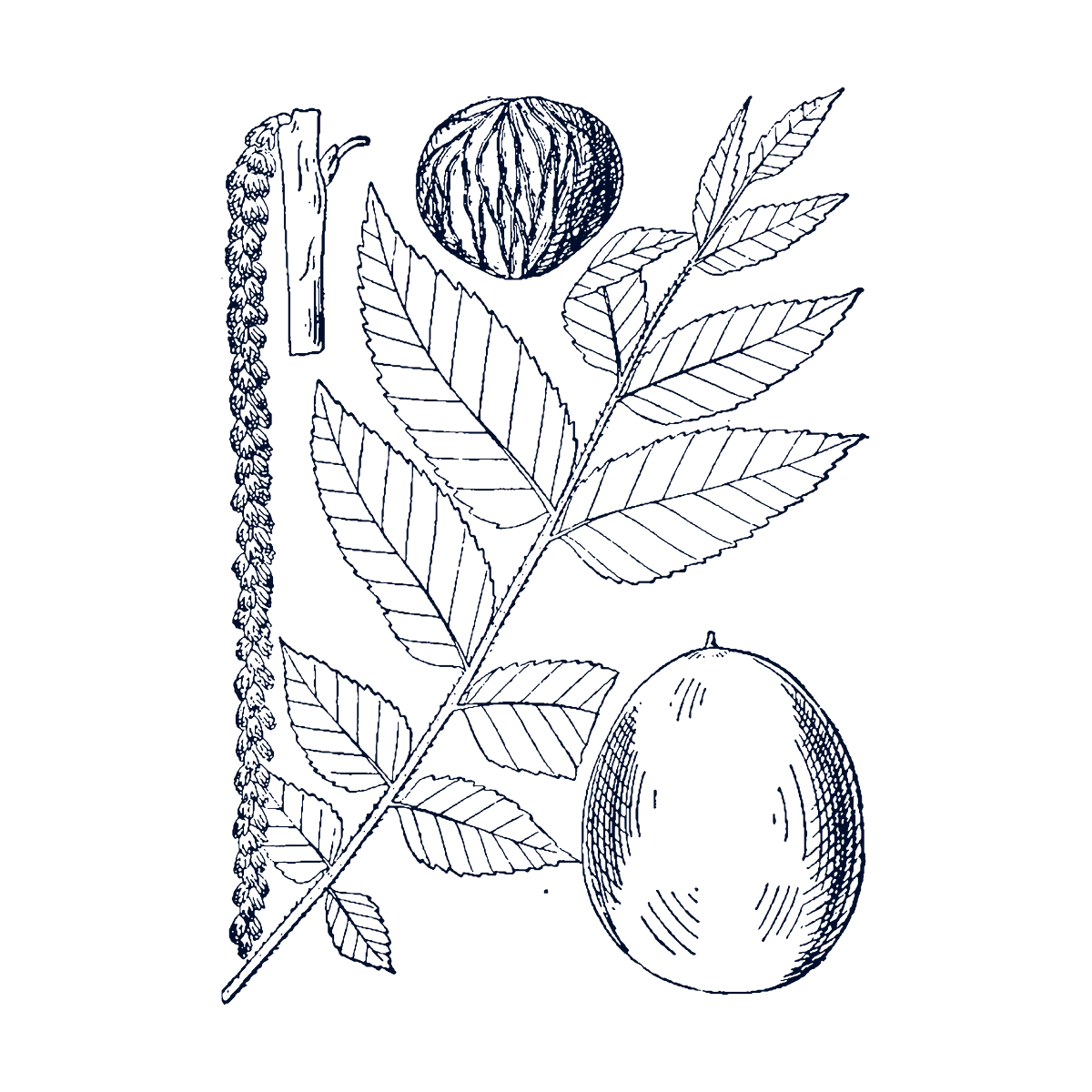 Black walnut leaf, catkin, nut and husked fruit, botanical illustration