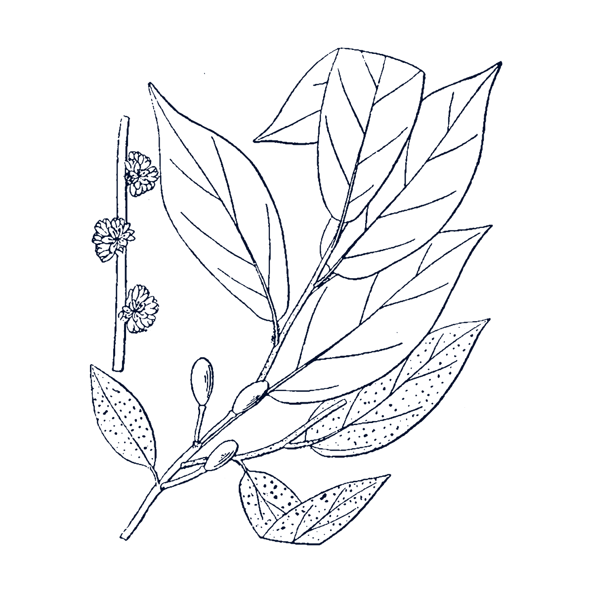 Spicebush branch with leaves, flower clusters and fruit, botanical illustration