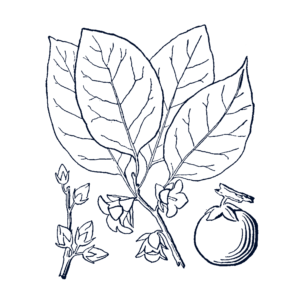 Persimmon branch with leaves, flowers and fruit, botanical illustration