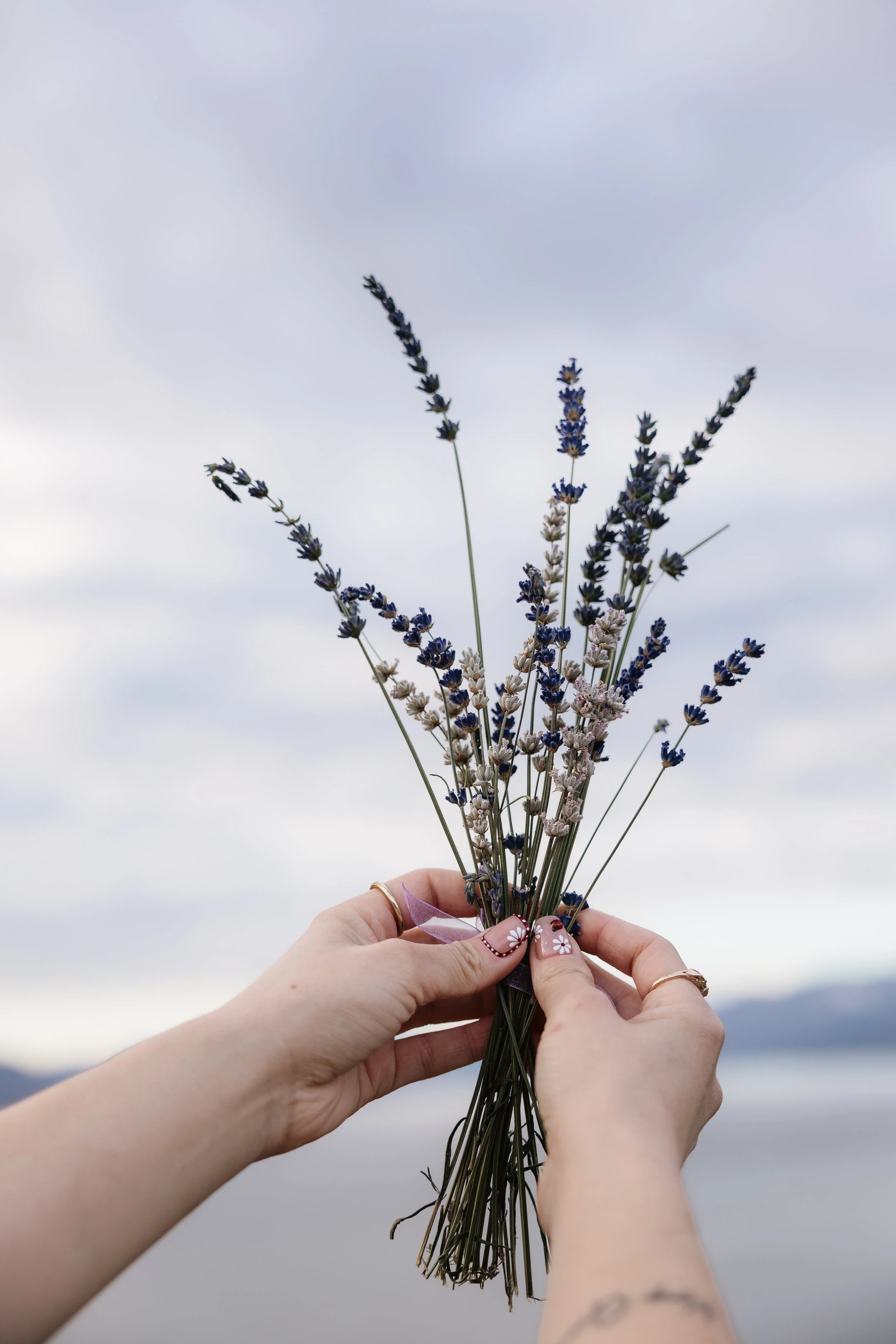 Hands gathering a bundle of fresh lavender against an Okanagan sky
