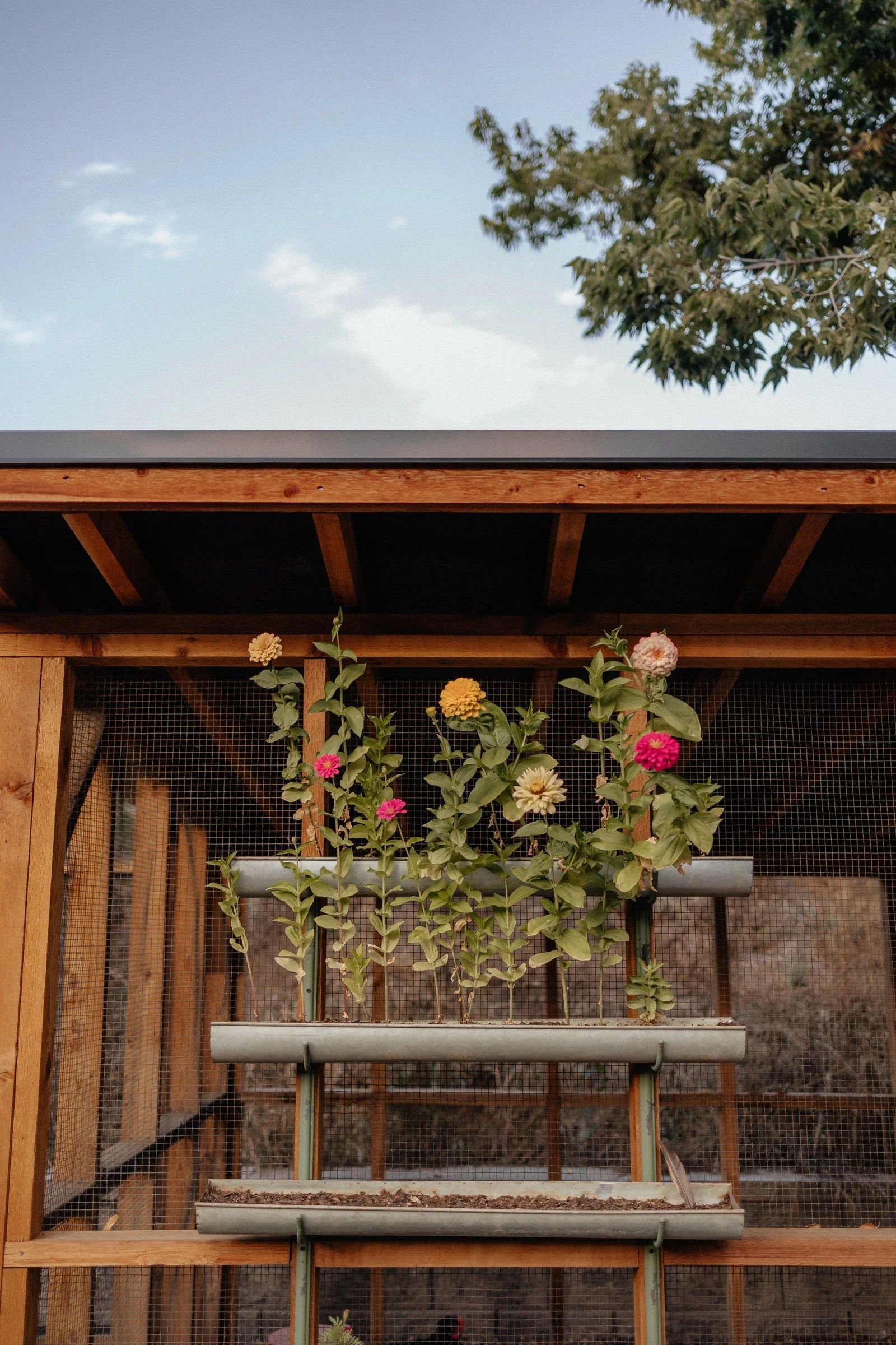 Colorful flowers growing in a ladder planter against the wooden chicken coop
