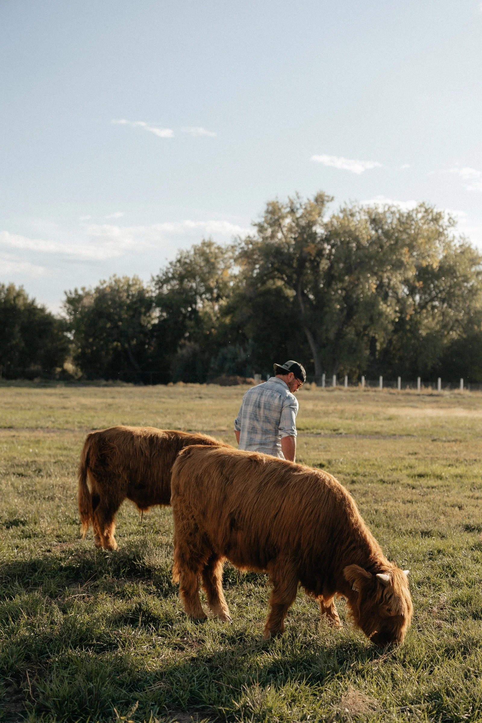 Two Highland cattle grazing near a person in the farm pasture