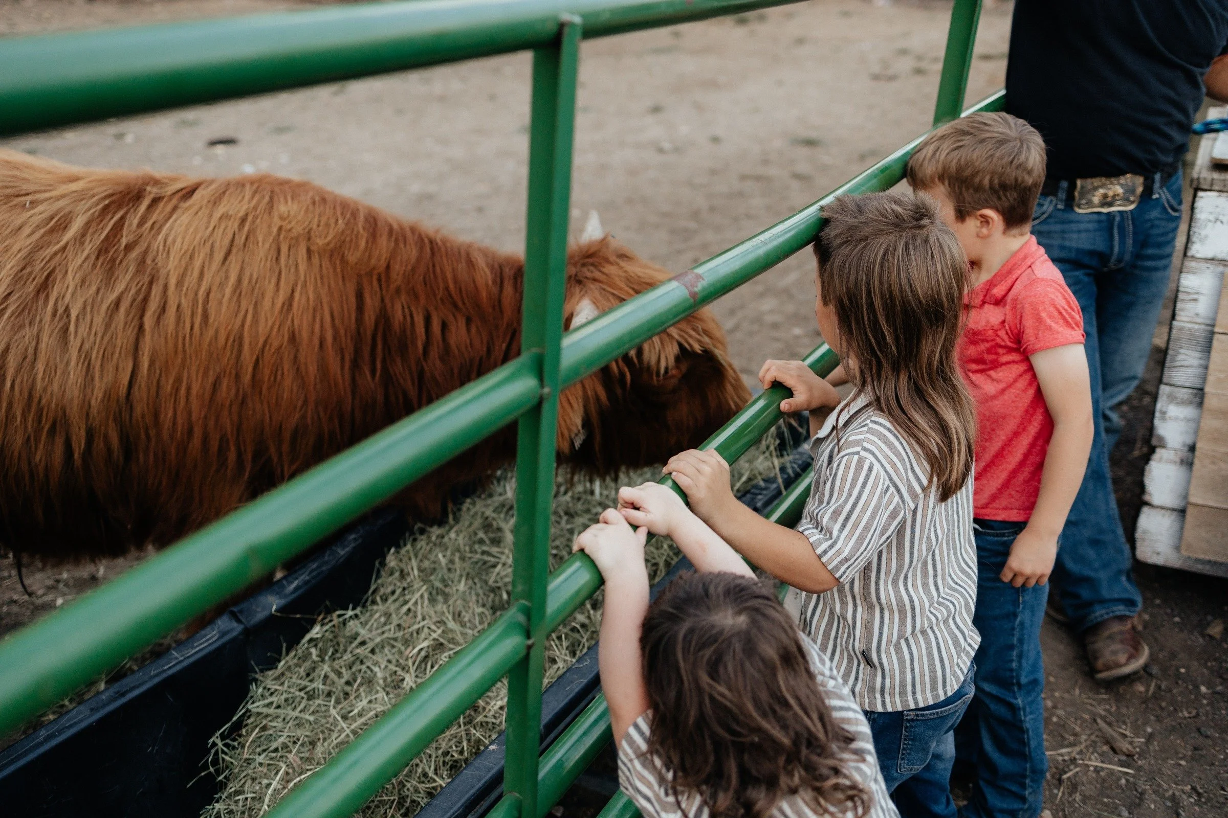 Children visiting Highland cattle beside the pasture gate