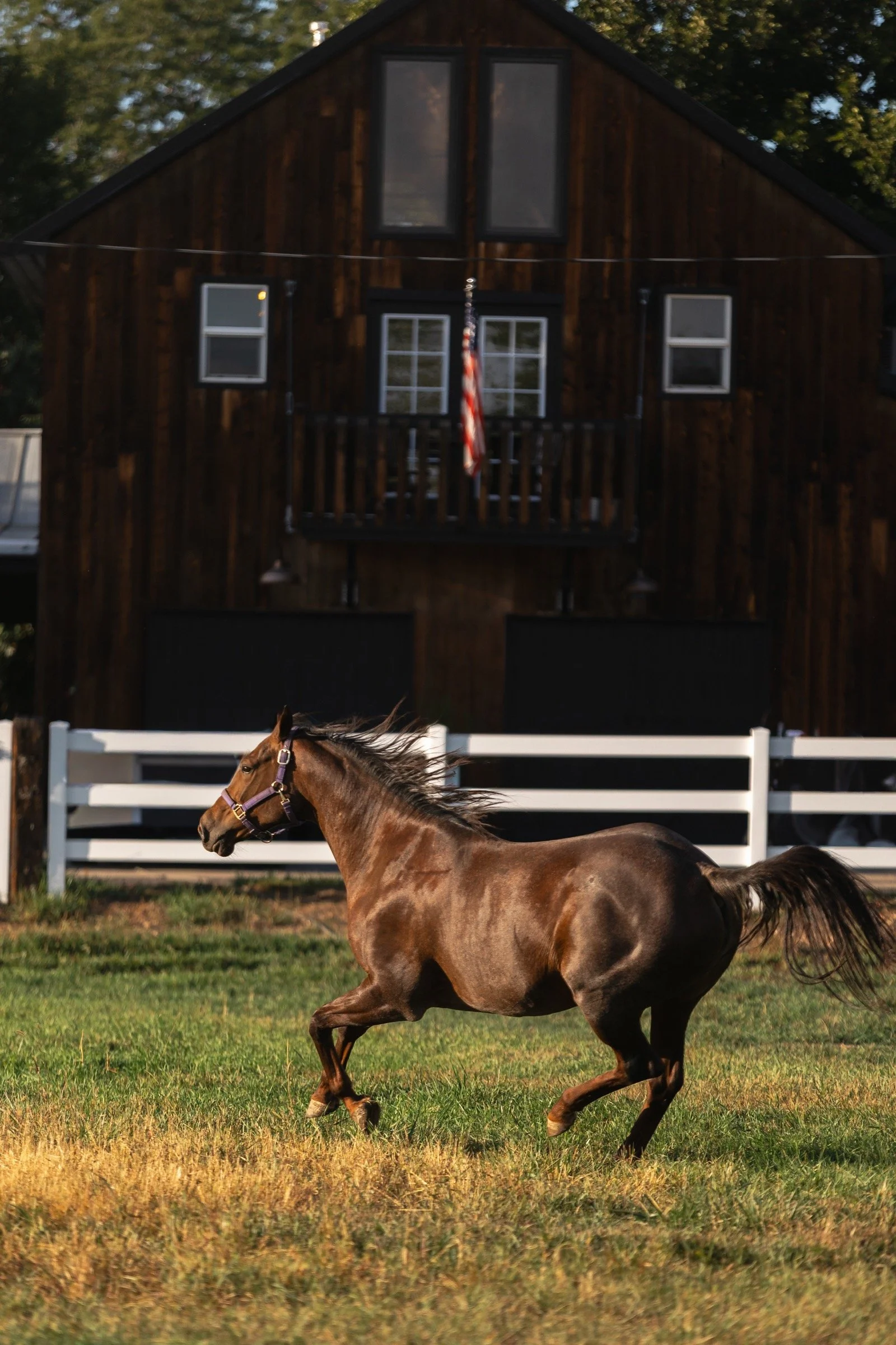 A horse running through the pasture in front of the barn