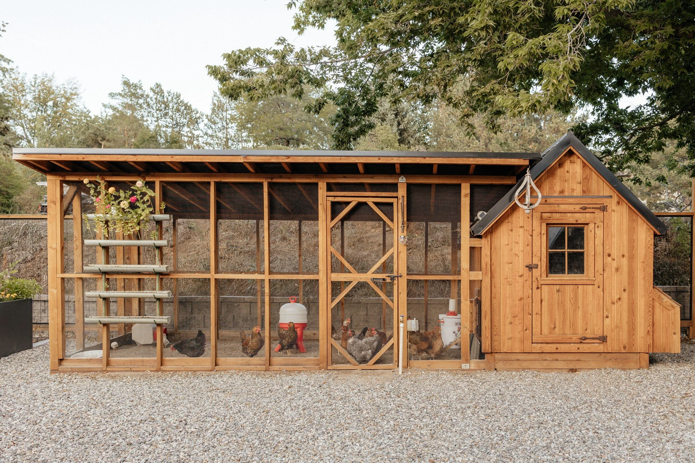 Chickens inside the wooden coop and enclosed run