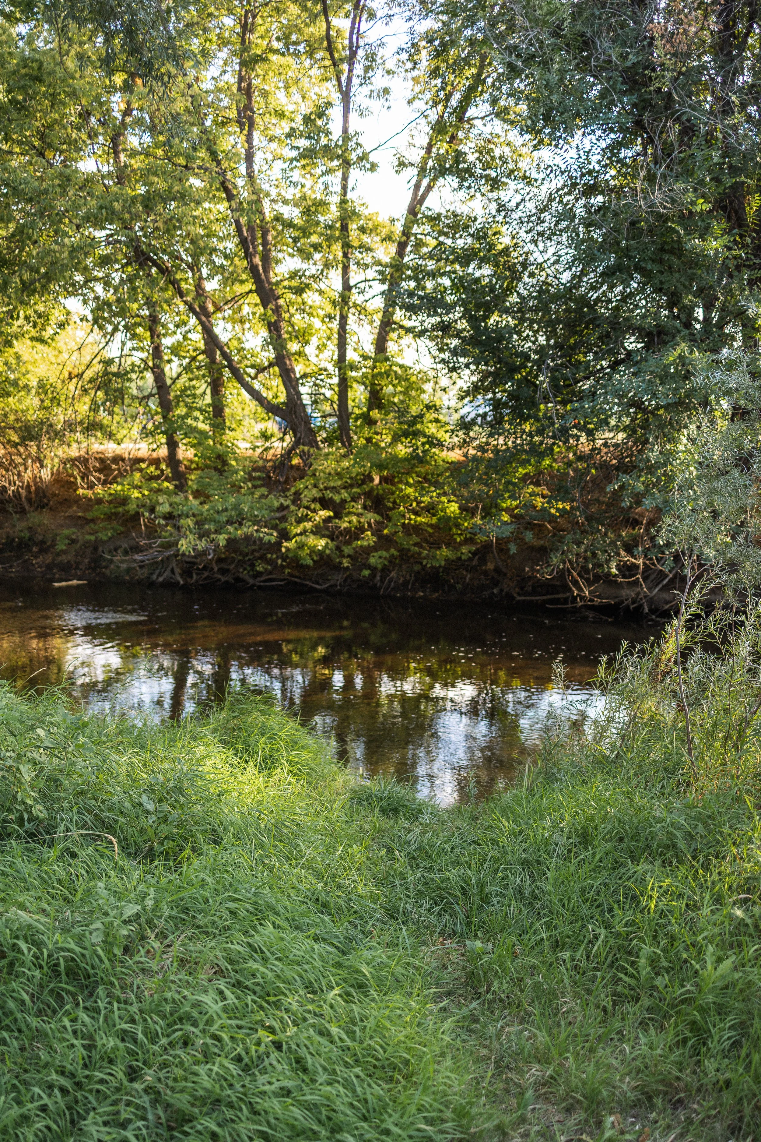 Sunlit trees and grassy riverbank along the Big Thompson River