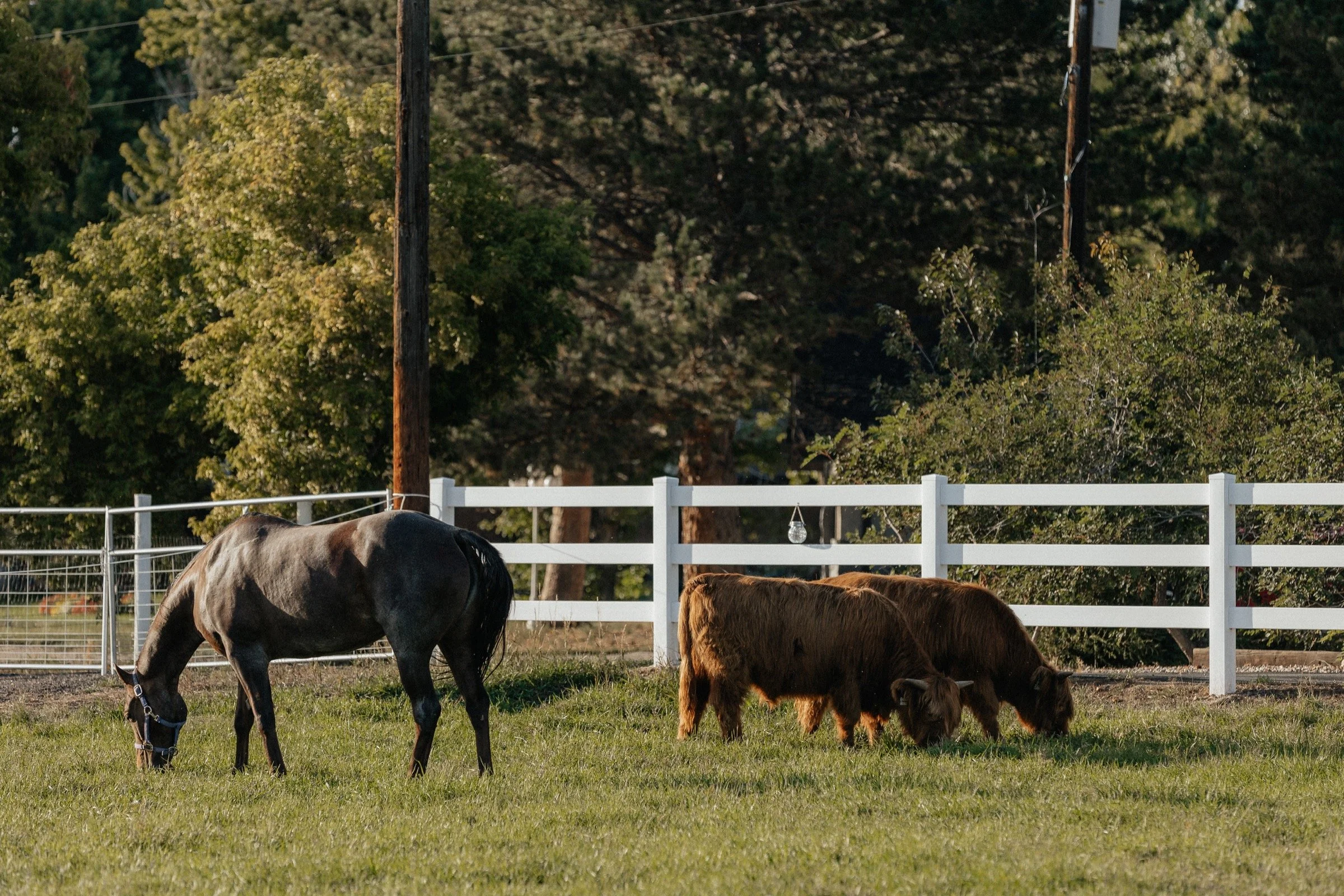 A horse and Highland cattle grazing beside a white pasture fence