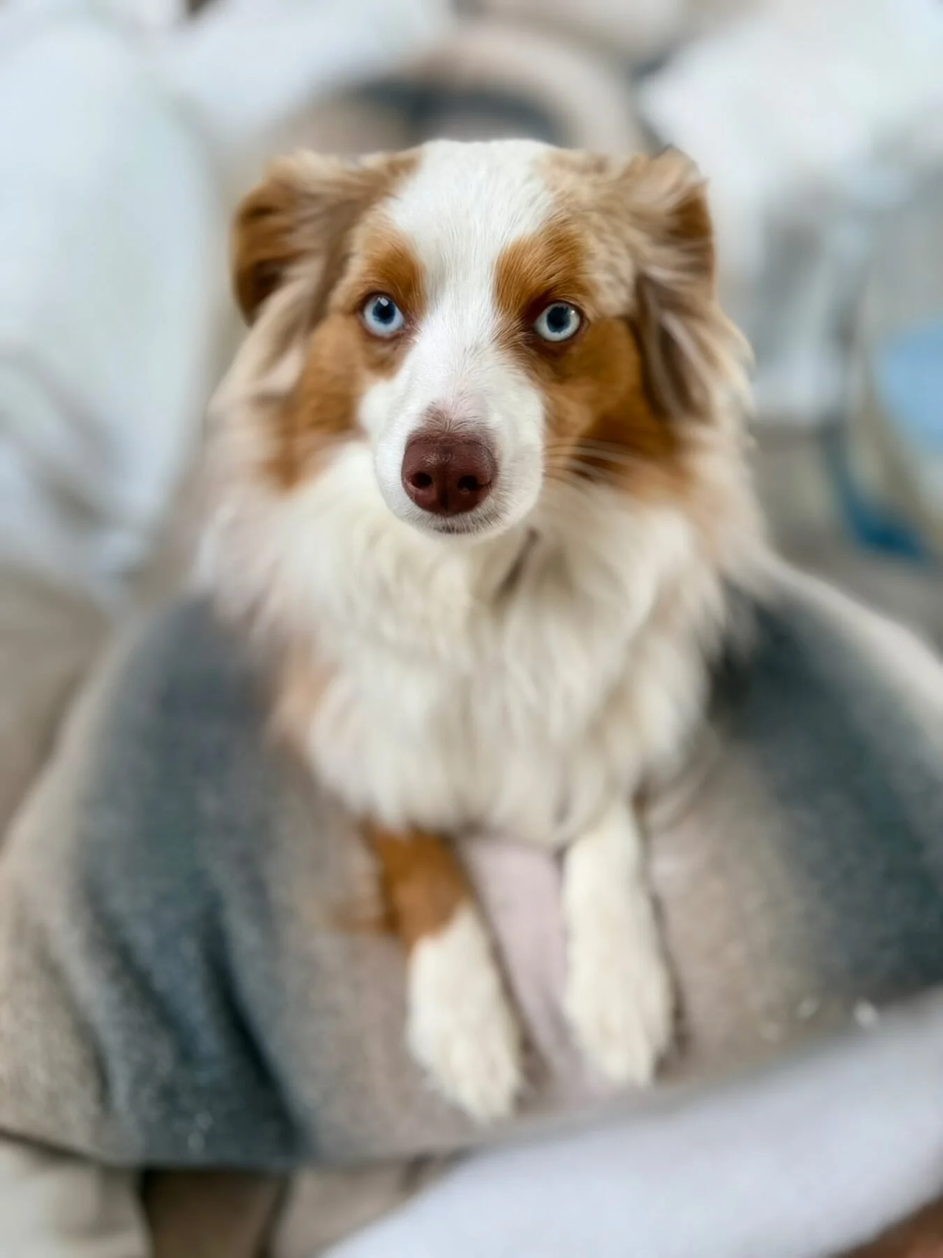 An Australian shepherd tucked into a soft blanket, watching quietly