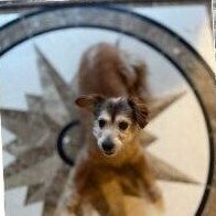A small dog peeking through a glass table