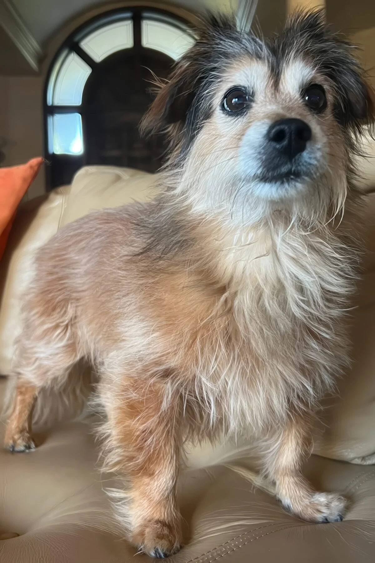 A gentle senior dog in soft afternoon light