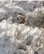 A tiny dog nestled in snowy grass
