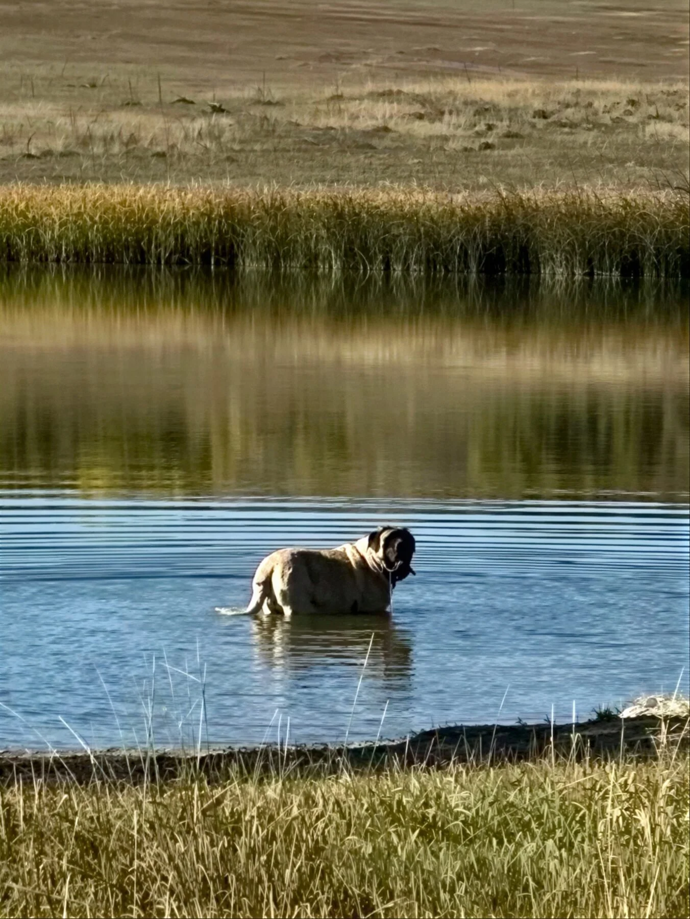 A mastiff wading at Boulder Valley Ranch