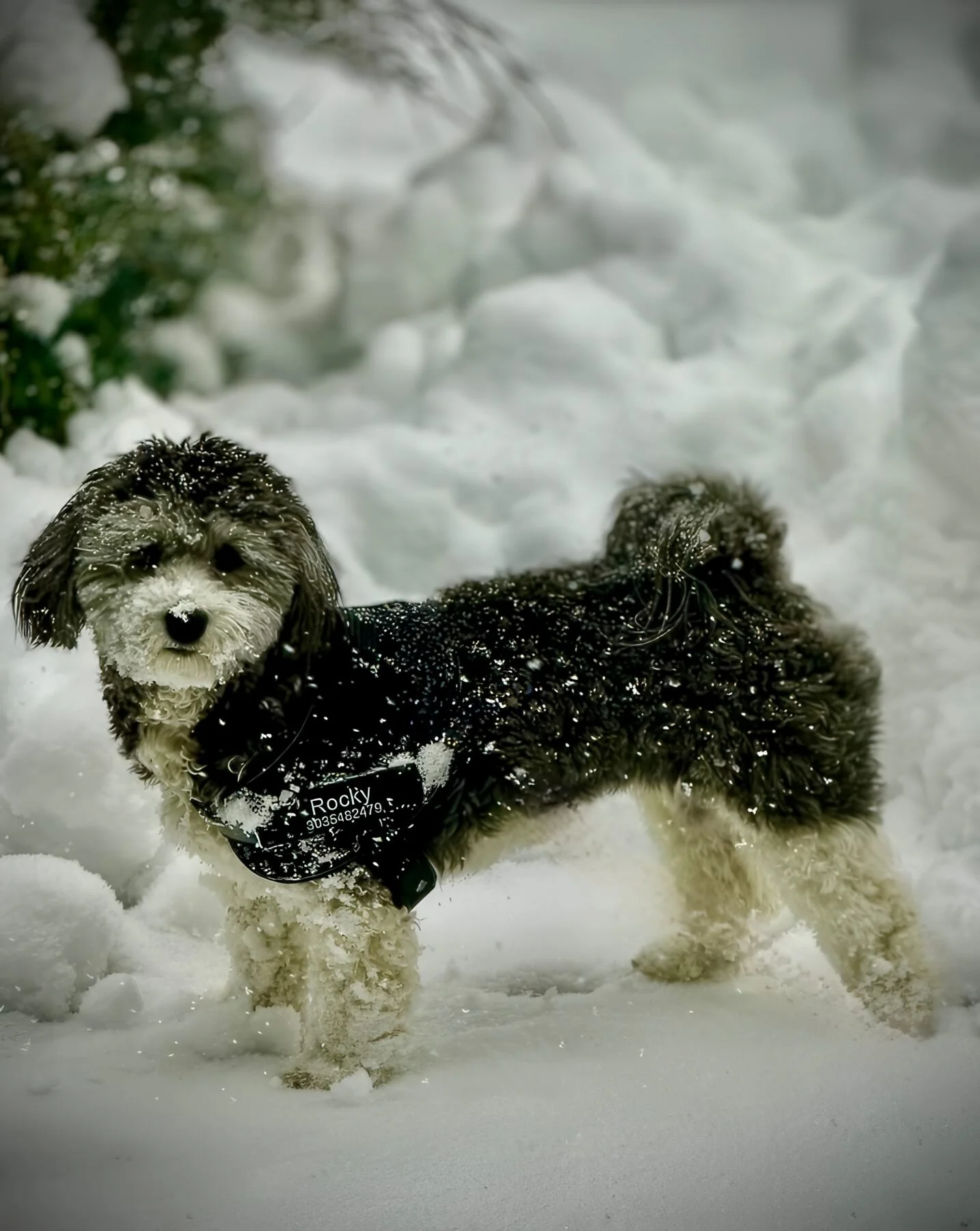 Rocky out in the winter snow