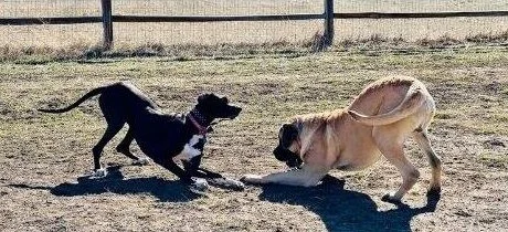 Two dogs play-bowing at a sunny dog park