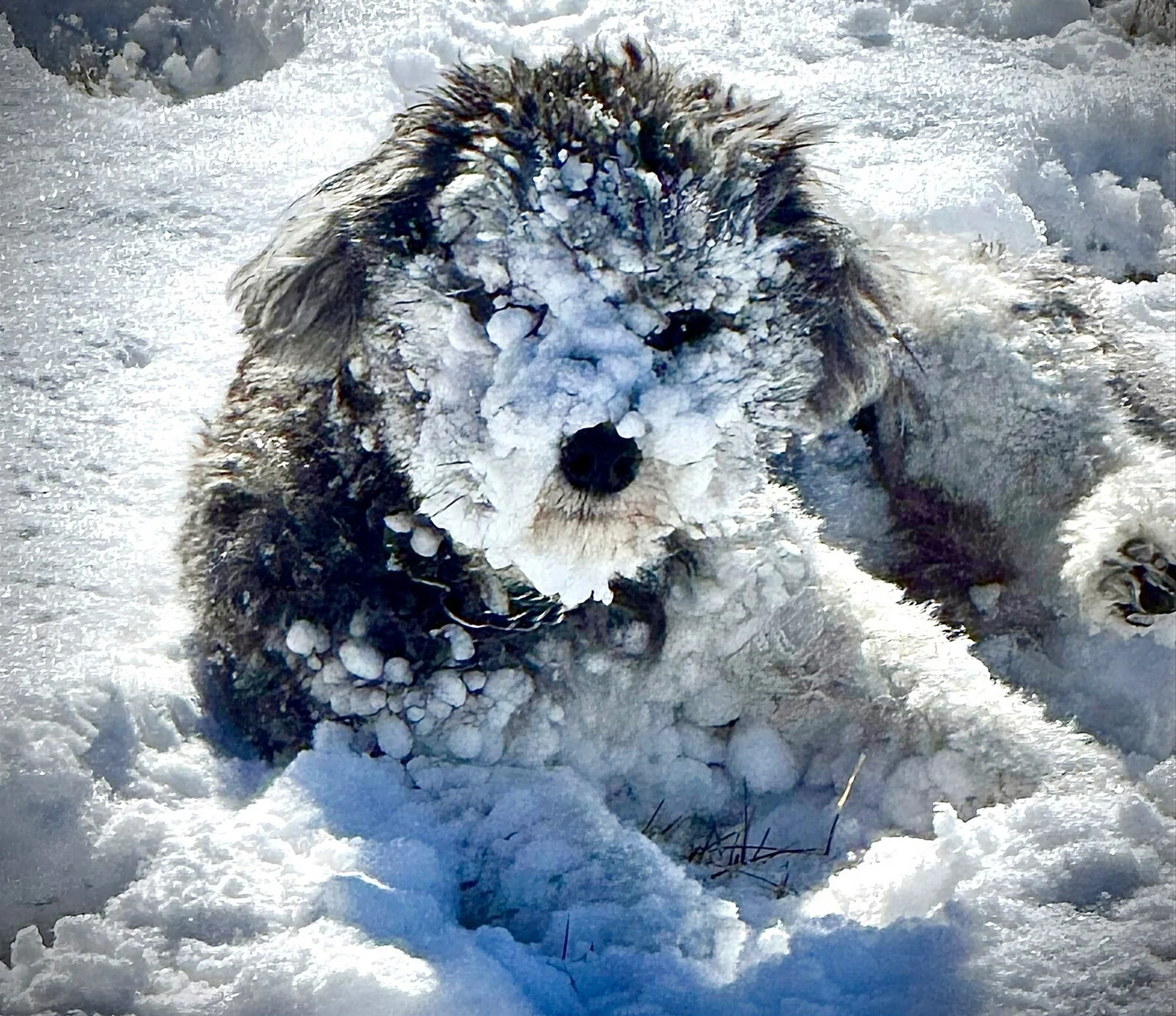 Rocky covered head to tail in fresh snow