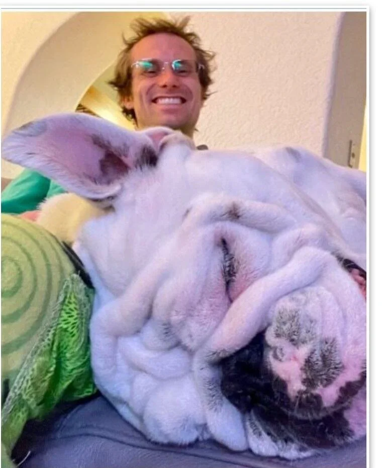 Hunter with one of the bulldogs, thoroughly relaxed