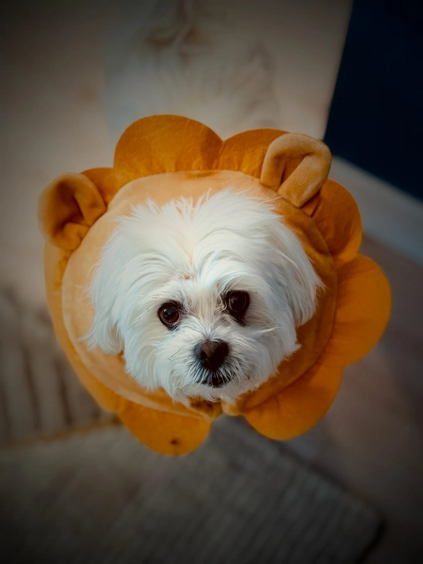A maltese in a lion costume