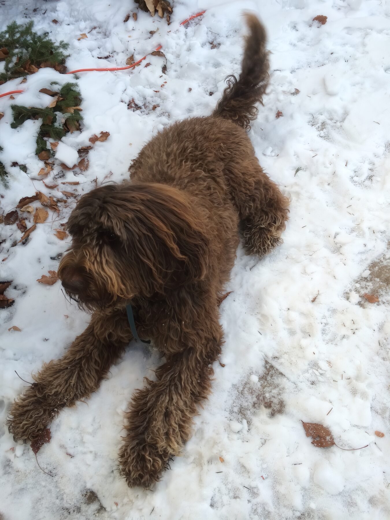 A doodle bounding through snow