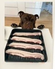 A bulldog eyeing a tray of bacon