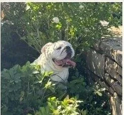 A bulldog grinning among the garden bushes