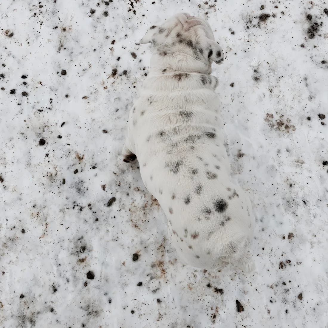 Moby, a spotted bulldog, curled up in fresh snow seen from above